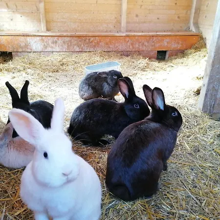 Gasthof Seeblick Guest house Zeutschach