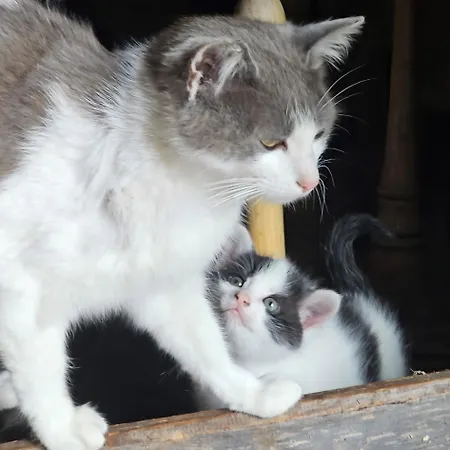 Seeblick בית הארחה 3*