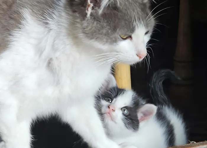 Seeblick Gasthuis 3*